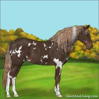 Horse Color:White Spotted Liver Chestnut 