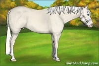 Horse Color:Cremello Splash 
