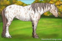 Horse Color:Sable Champagne Near Leopard and Sable Champagne Dun Near Leopard