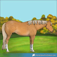 Horse Color:Palomino