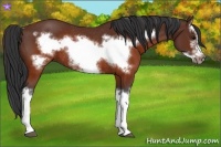 Horse Color:Brown Splash Frame Rabicano