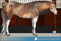 Horse Color:Buckskin Splash Frame Rabicano  and Brown Splash Rabicano 