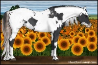 Horse Color:Black Snowcap  and Grullo Snowcap 