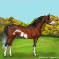 Horse Color:Brown Splash Frame Rabicano