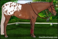 Horse Color:Chocolate Silver Bay Appaloosa