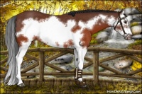 Horse Color:Brown Splash Frame Rabicano