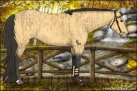 Horse Color:Buckskin and Buckskin Rabicano