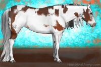 Horse Color:Brown Splash Frame Rabicano  and Brown Splash Frame Rabicano 