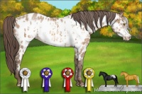 Horse Color:Amber Champagne Appaloosa and Amber Champagne Frame Appaloosa