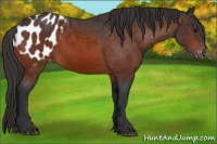 Horse Color:Bay Appaloosa 
