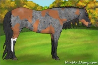 Horse Color:Bay  and Blue Roan 