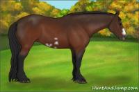 Horse Color:Gray Brown Splash Frame Rabicano and Gray Brown Splash Frame Rabicano