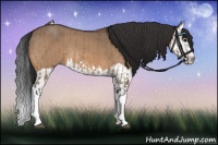 Horse Color:Bay Dun and Bay Dun Splash