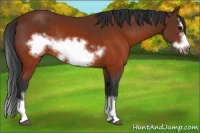 Horse Color:Brown Splash Frame Rabicano