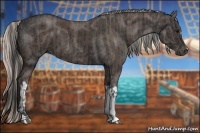 Horse Color:Black  and Silver Black 