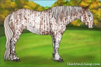 Horse Color:Silver Bay and White Spotted Silver Bay