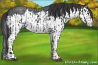 Horse Color:Blue Roan Splash  and Blue Roan Splash 