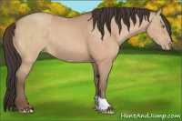 Horse Color:Amber Champagne Dun  and Amber Champagne 
