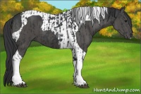 Horse Color:Black Tobiano  and Black Tobiano 