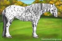 Horse Color:Black Appaloosa  and Black Splash Appaloosa 