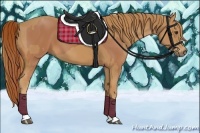 Horse Color:Chestnut  and Chestnut 