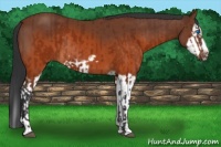 Horse Color:Brown Splash Frame Rabicano and Brown Splash Frame Rabicano