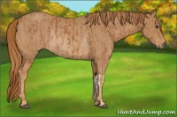Horse Color:Chestnut and Chestnut Rabicano