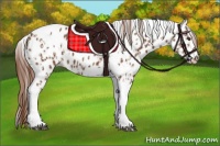 Horse Color:Chestnut Tobiano Appaloosa  and Chestnut Tobiano Appaloosa Rabicano 