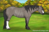 Horse Color:Grullo Rabicano 