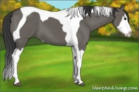 Horse Color:Grullo Splash Tobiano 