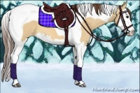 Horse Color:Bay Dun Splash Tobiano Appaloosa