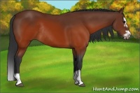 Horse Color:Brown Splash Frame Rabicano 