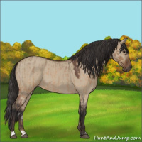 Horse Color:Brown Roan Dun  and Bay Roan Dun 