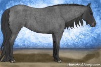 Horse Color:Blue Roan Varnish 