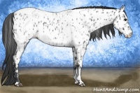Horse Color:Blue Roan Near Leopard  and Blue Roan Near Fewspot 