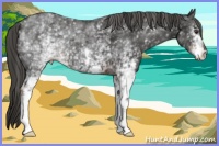 Horse Color:White Spotted Liver Chestnut 