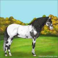 Horse Color:Black Splash Near Fewspot 