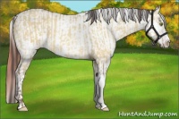 Horse Color:Amber Champagne Dun  and Amber Champagne Dun Near Leopard 
