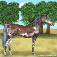 Horse Color:Painted Liver Chestnut Splash  and Painted Silver Brown Splash 