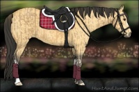 Horse Color:Buckskin and Buckskin