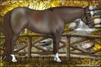Horse Color:Liver Chestnut 