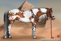 Horse Color:Brown Splash Tobiano Frame Rabicano 