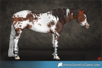 Horse Color:Brown Splash Tobiano Frame Rabicano 