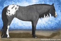 Horse Color:Blue Roan Appaloosa