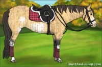 Horse Color:Buckskin  and Buckskin Frame 