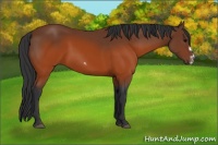 Horse Color:Brown Splash Frame Rabicano