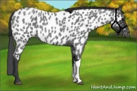 Horse Color:Blue Roan Appaloosa