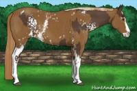 Horse Color:White Spotted Liver Chestnut Tobiano  and White Spotted Chocolate Palomino Sabino 