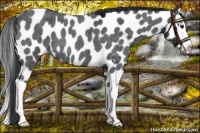 Horse Color:Blue Roan Splash Near Leopard 