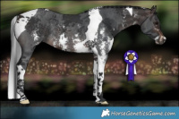 Horse Color:Brown Sabino Tobiano Rabicano 